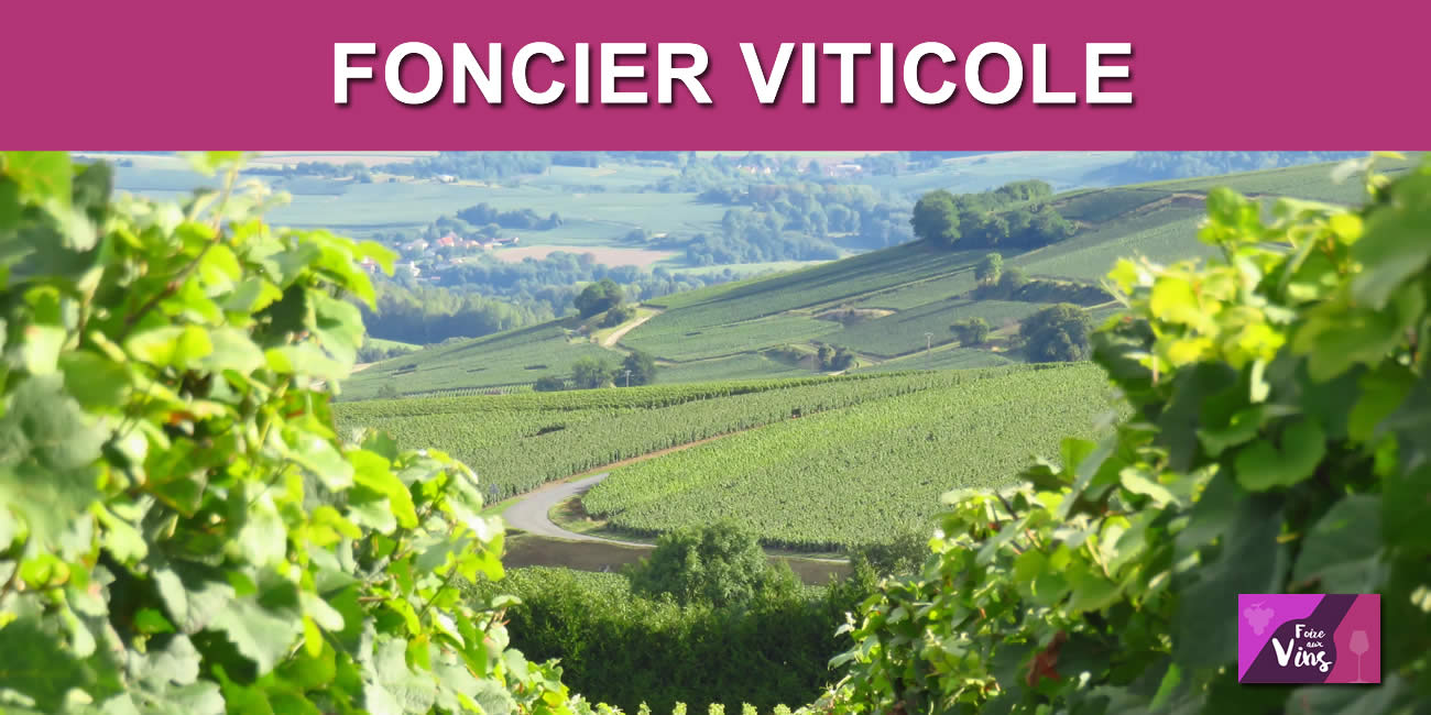 Vin / foncier viticole : le prix moyen des vignes est en berne, crise sanitaire oblige