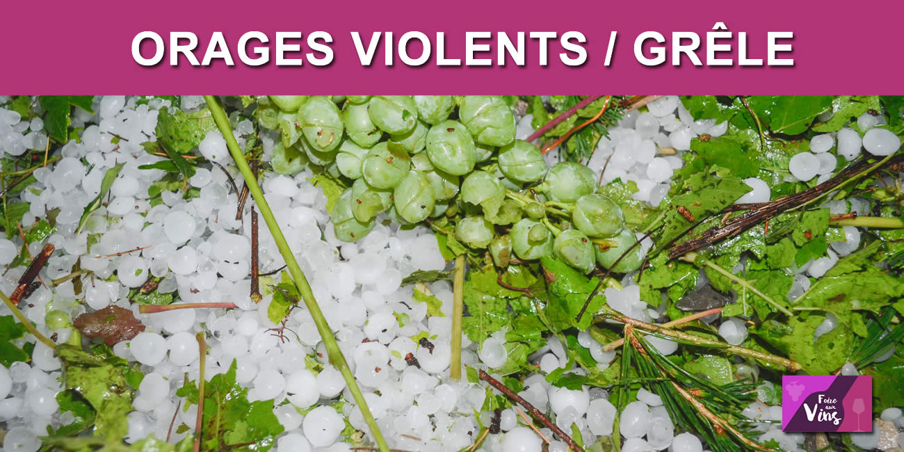 Vigne / Orages : certains vignobles durement touchés par la grêle
