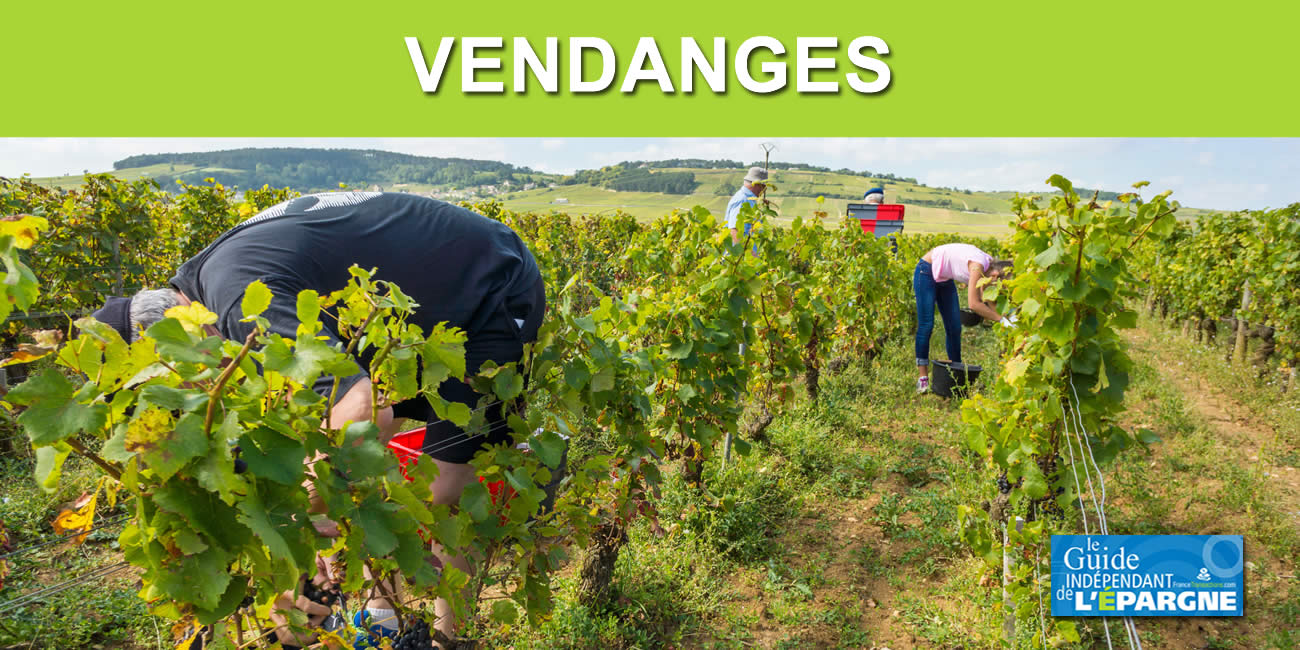 Vendanges 2022 : cumuler RSA et salaire de vendangeur est possible, sans perte d'allocations, un exemple à suivre en Saône-et-Loire (71)