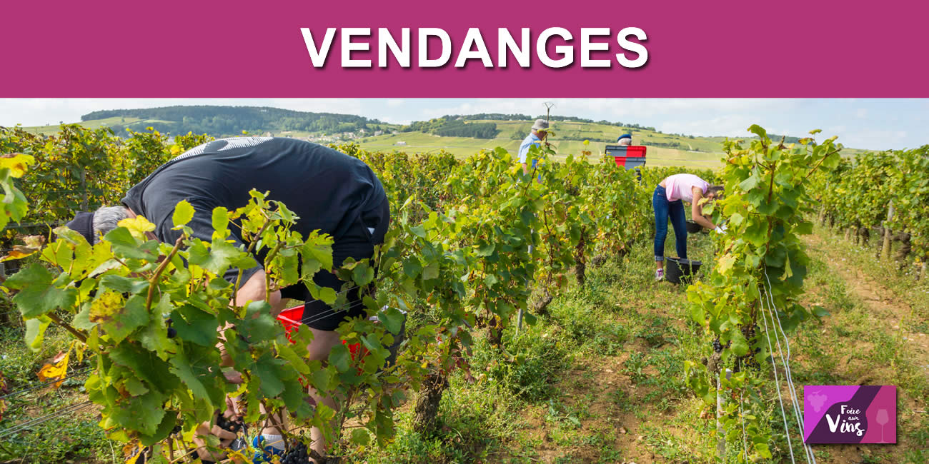 Les vendanges 2026 sont les plus précoces depuis 47 ans