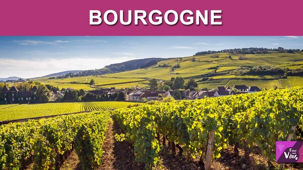 Les vendanges 2021 en Bourgogne débuteront tardivement, à partir du 23 septembre