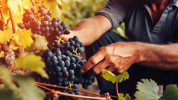 Forum des Métiers Vigne et Vin à Beaune : RDV pris pour 2025, après une première édition réussie !