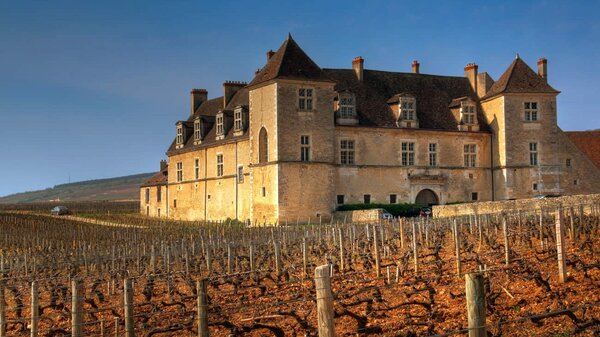 Clos de Vougeot : le cœur des climats du vignoble de Bourgogne en restauration