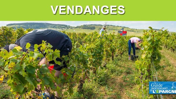 La production de vin en France devrait être en forte hausse en 2025