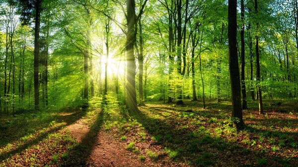 Forêt champenoise : déjà 45.000 chênes replantés grâce à l'Opération ONF / Champagne Henri Giraud