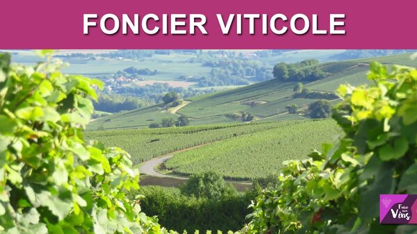 Vin / foncier viticole : le prix moyen des vignes est en berne, crise sanitaire oblige