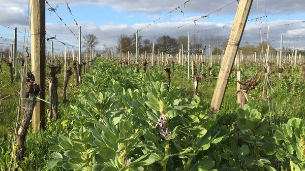 Château Dubraud (Bordeaux) : agroécologie, moutarde et radis noir, les vins d'exception ont leur racine dans la terre