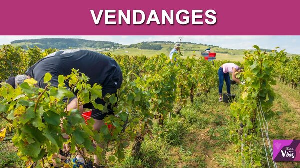 Vendanges : comment trouver facilement un poste de vendangeur ? Pole Emploi vous aide !