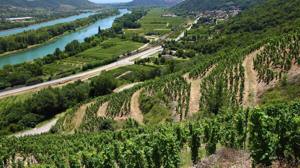 Vins du Rhône : entre syrah et de grenache, de la mûre, du cassis et des tanins souples