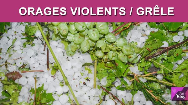 Gel, grêle, canicule, sécheresse : de colossaux impacts pour la vigne