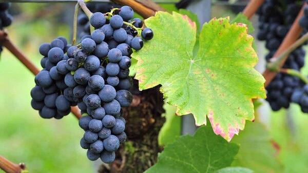 Pinot noir